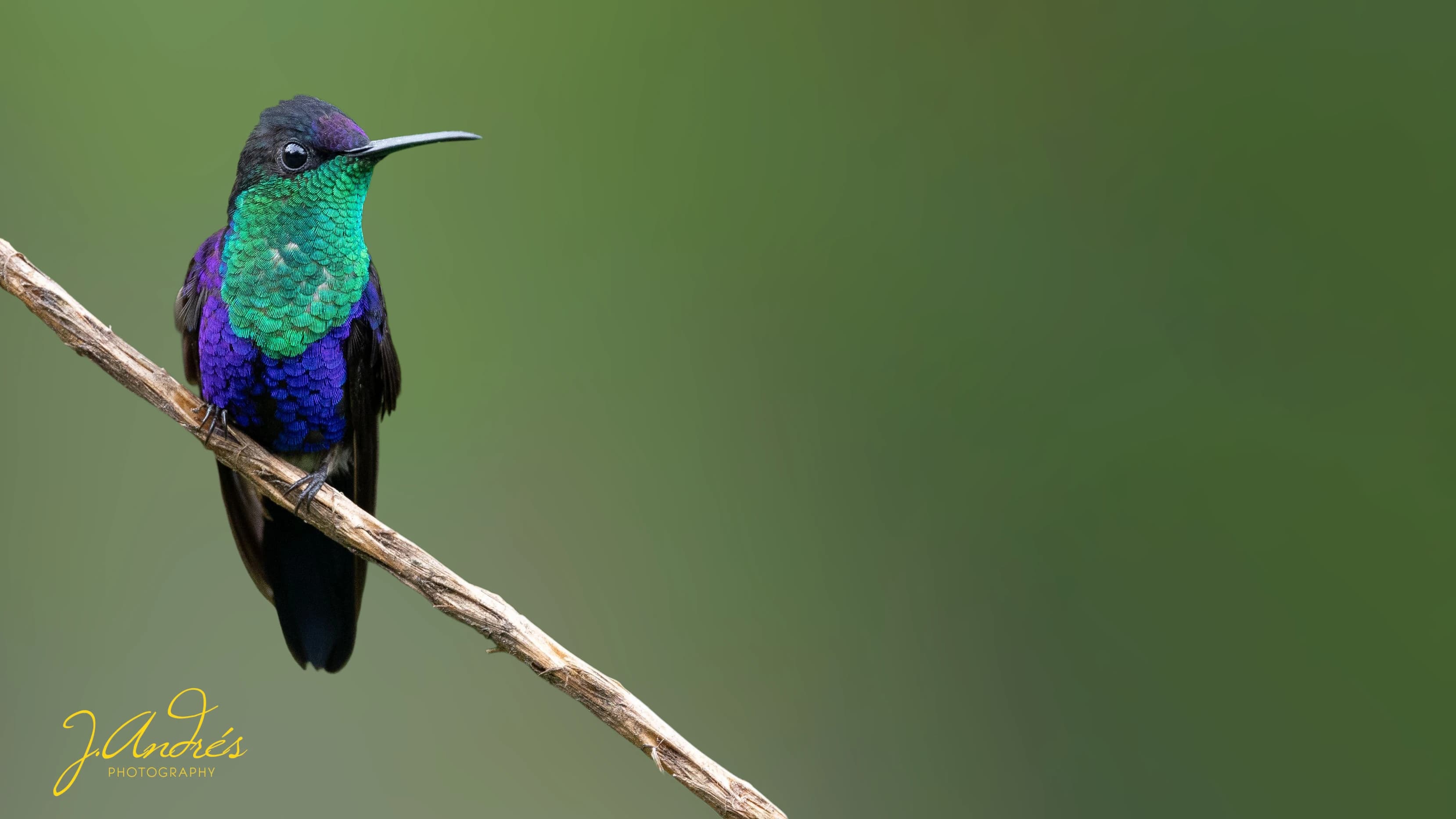 Expert birdwatching and wildlife photography tour in the tropical rainforests of Costa Rica